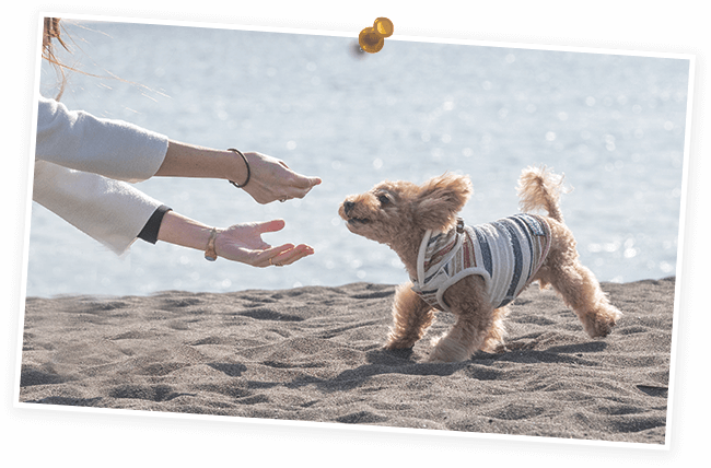 公式 湘南鎌倉クリスタルホテル 愛犬と泊まれるホテル